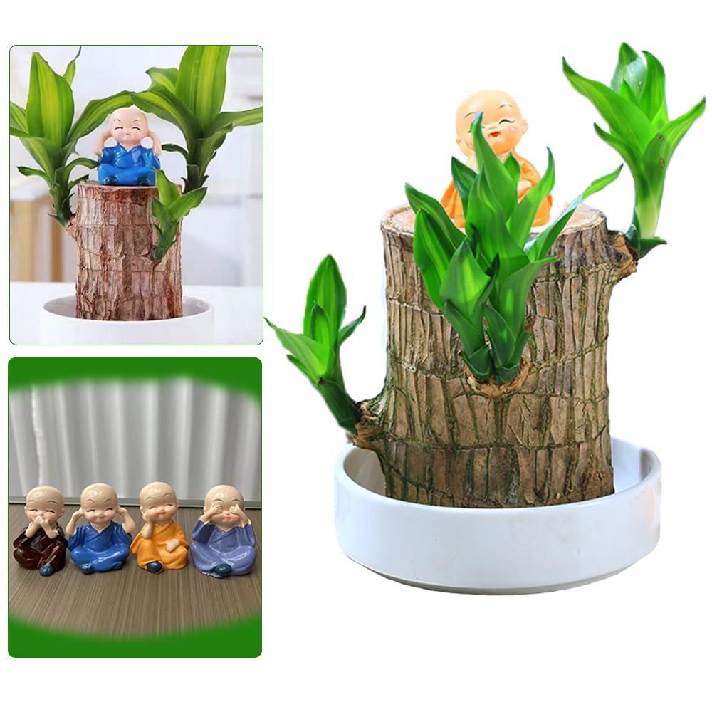 Mini Brazil Lucky Wood, Brazilian Wood Plant Bring Luck, Brazilian Lucky Wood Decor, Easy Care Hydroponic Plant with Tray, Indoor Office Desktop Plant(Brazil Lucky Wood+Tray+Ceramic decorations)(1set)