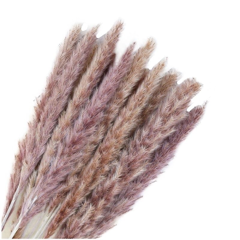 Ramo Seco Pampas Grass Natural 10 Piezas 45cm miniatura 1