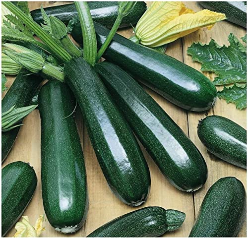 Zucchini Black Beauty Fba-0007 (Green) 25 Non-Gmo, Heirloom Seeds #TOP16