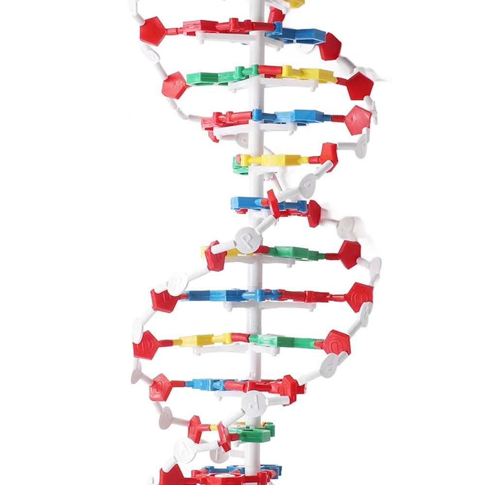 Amazon.co.jp: DNA構造モデル、ショー用教育用DNA二重らせん