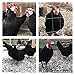 White Face Black Spanish Fertile Chicken Hatching Eggs, Fertile Eggs