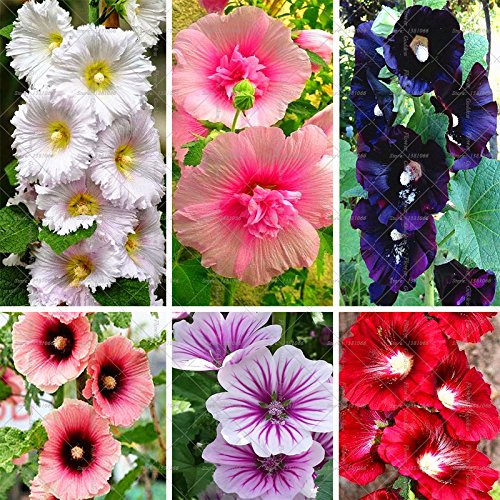 Creative Farmer Flower Seeds : Hollyhocks-Powderpuff Dbl Mix Farm Seeds Garden [Home Garden Seeds Eco Pack] Plant Seeds (B078RFH7LL) Amazon Price History, Amazon Price Tracker