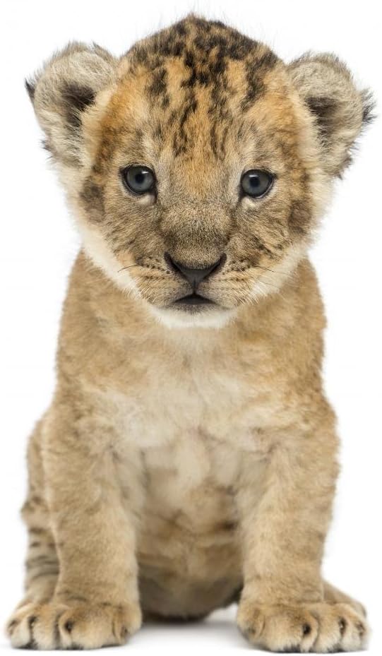 Wallmonkeys Lion Cub 4 Weeks Wall Decal Peel and Stick Animal Graphics (18 in H x 15 in W) WM30761