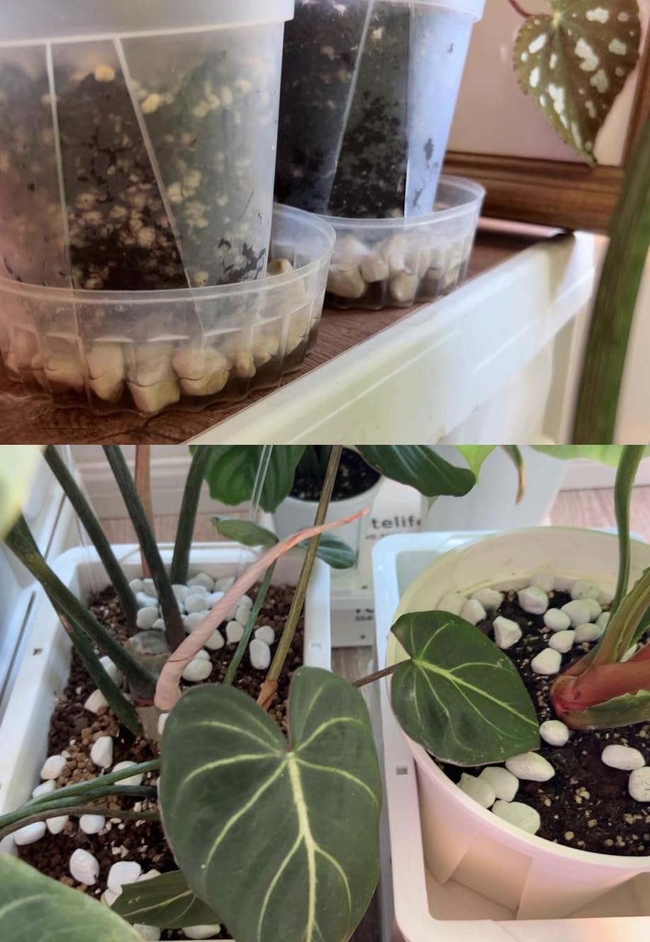 Vermiculita y perlita orgánica hortícola de grado profesional de 50 cuartos (tamaño grande, perlita, 50 cuartos de galón)