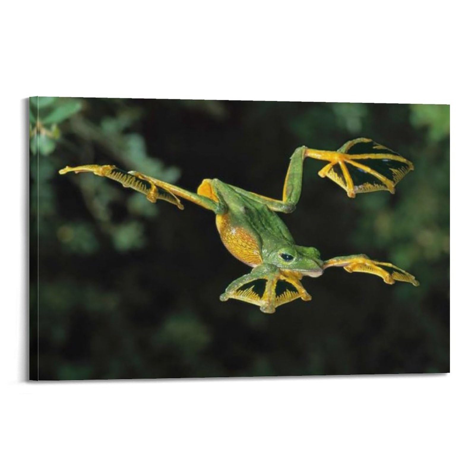 koanga Poster decorativo da parete su tela, motivo: rana che vola, stampa artistica su tela, poster decorativo moderno, per camera da letto, 50 x 75 cm