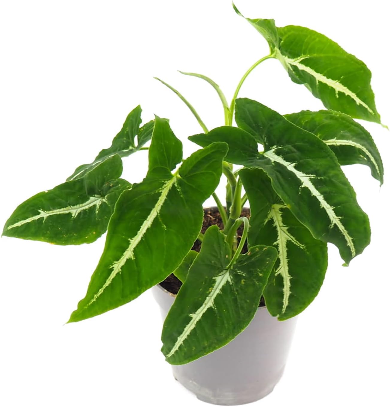 Syngonium Black Velvet - Live Plant in a 4 Inch Pot - Syngonium Wendlandii - Stunning Houseplant with Unique Foliage - The Perfect Air Purifying Houseplant Companion