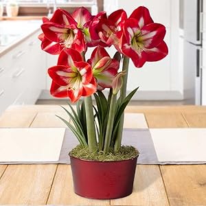 Shining Star Amaryllis Indoor Potte...