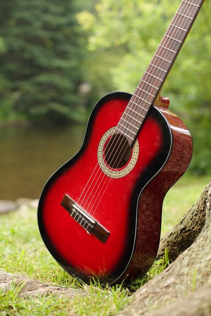 Laminated Red Acoustic Guitar Leaned Against A Tree Photo Photograph Poster Dry Erase Sign 16x24