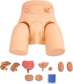 Interchangeable Catheterization Model,Male and Female Manikin Urinary Catheterization Model,PVC Teaching Catheter Models for Medical Clinical Teaching Practical Training