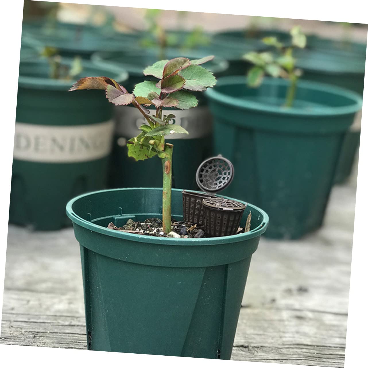 Toddmomy 150kawałki Sztuk Plastikowych Pojemników Nawóz Do Bonsai z Pokrywą Praktyczne Skrzynki Nawóz Do Roślin Doniczkowych Ochrona Przed Wiatrem i Ptakiem Wysoka Jakość Wykonania