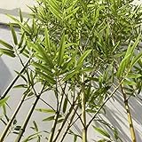 Ｗarayumi 竹垣 人工竹 目隠し ガーデニングフェンス 七夕 笹 8本 密生した竹の葉 竹フェンス シミュレーション竹 グリーンフェンス 屋外 間仕切り 竹柵 竹の飾り 本物そっくり 造花 人工観葉植物 緑葉 パーティション画面 竹林 ホーム オフィス ベランダ ガーデン パティオ 風景装飾 インテリアグリーン メンテナンス不要 風水アイテム (高い150cm)