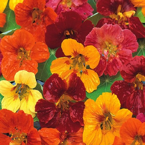 See full amazon price history chart for MaliaGarden Nasturtium Flower Seed - Jewel Mix Flower Seeds - Pack Of 10 Seeds MaliaGarden Nasturtium Flower Seed - Jewel Mix Flower Seeds - Pack Of 10 Seeds (B07NS418V4) Amazon Price History, Amazon Price Tracker