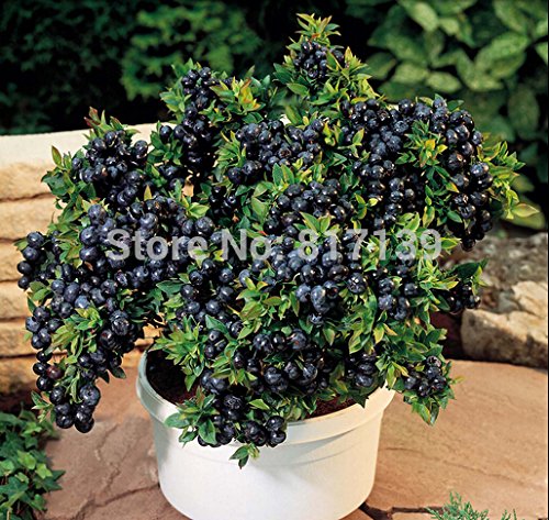 Garden 10 Seeds Blue Berry Vaccinium Myrtillus Northern Highbush Blueberry Bush Vaccinium Corymbosum Fruit Seeds
