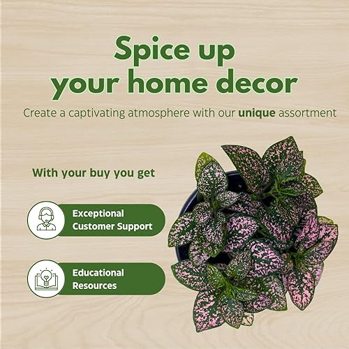 Miniatura 6 de BubbleBlooms Pink Hypoestes Phyllostachya en una maceta de 4 pulgadas con diseño de lunares