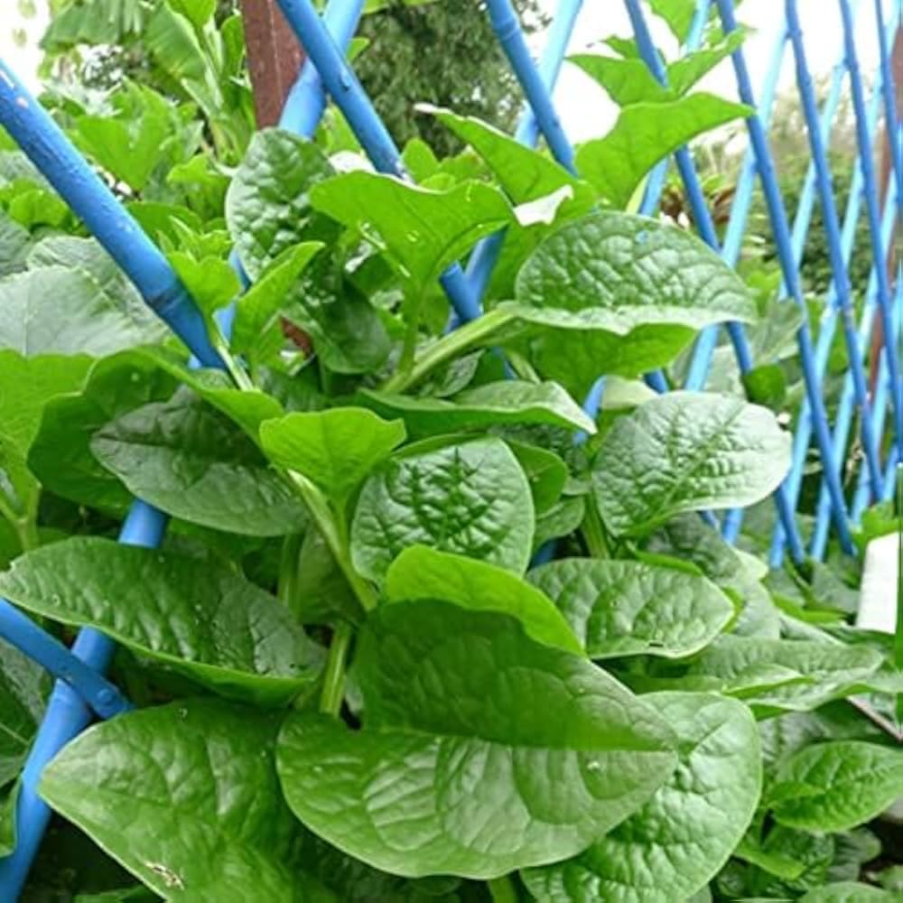 Malabar Spinach Seeds, Basella Alba, Nutrient-Rich Tropical Leafy Green for Cooking and Salads, Pack of 100+ Seeds-image-3