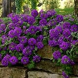 Grow Your Secret Garden