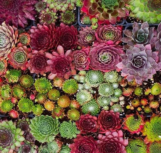 Sempervivum Seeds Mix | Hens & Chicks Succulents |100+Seeds