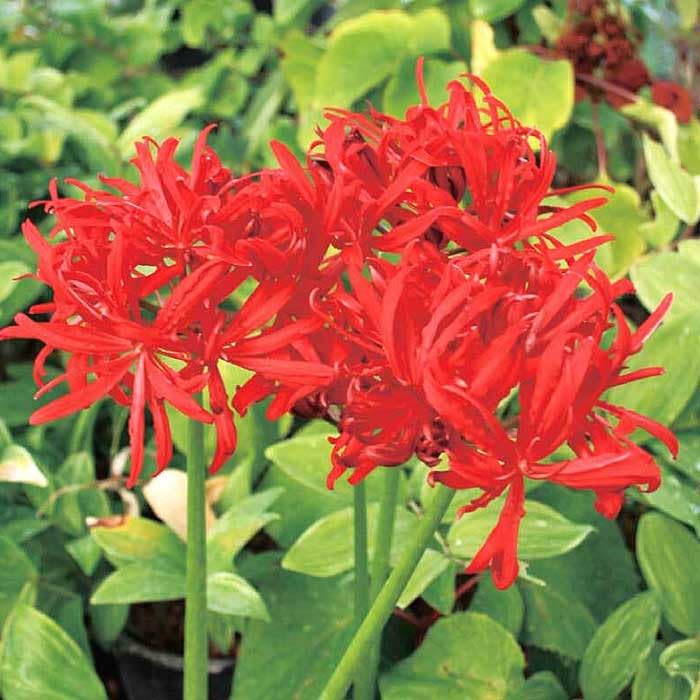 Amazon.co.jp: 八重咲き ヒガンバナ 球根 1球 リコリス 彼岸花