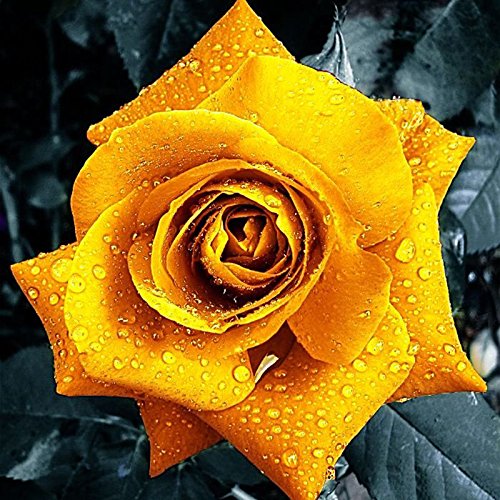 Aiden Gardens Rare Exotic Golden Rose Live Plant Home Garden Beautiful Plant 2 Live Plant (B083JK56LX) Amazon Price History, Amazon Price Tracker