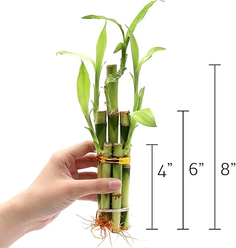 Miniatura 3 de NW Wholesaler - Planta de interior en maceta de bambú de la suerte de 5 tallos en jarrón moteado marrón de cerámica, planta de la suerte, planta de