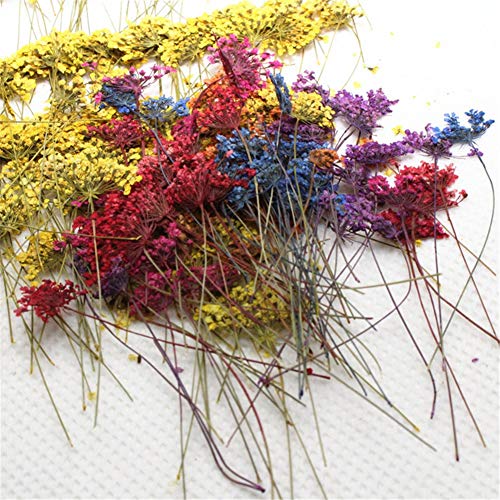 Colección de 24 Flores Secas Naturales Mini Prensadas miniatura 3
