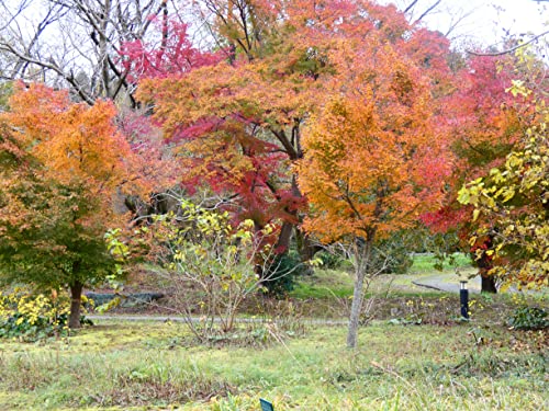 言霊の行方: 記憶から記録へ 古墳時代に日本へ伝わった最初の文字