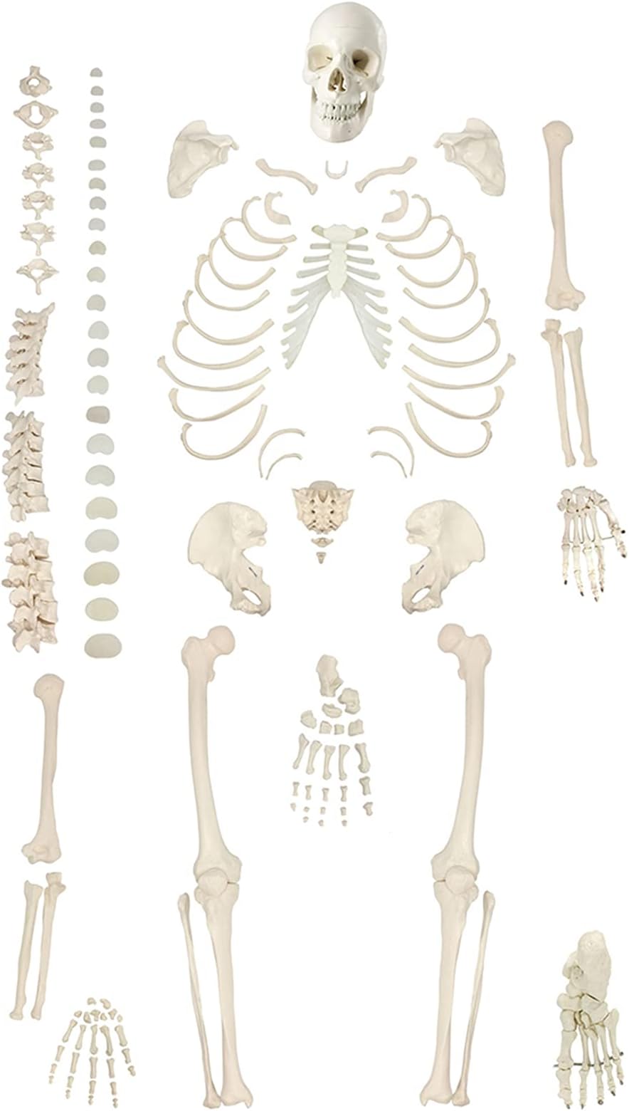 WSXKA Human Model Of Skeleton Bundle, Life Size Bones Disarticulated Skeleton Model for Anatomy for Physiology Medical Scientific Reserch Study with Skull, Bones, Hand ​& Foot
