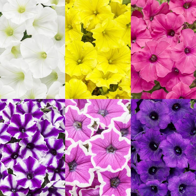 300+ Annual Petunia Flower Seeds for Planting-Easy Wave Series Petunia Garden Seeds Non-GMO Heirloom