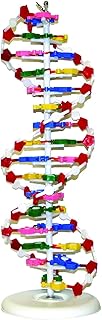 Vision Scientific VADNA1 DNA MODEL