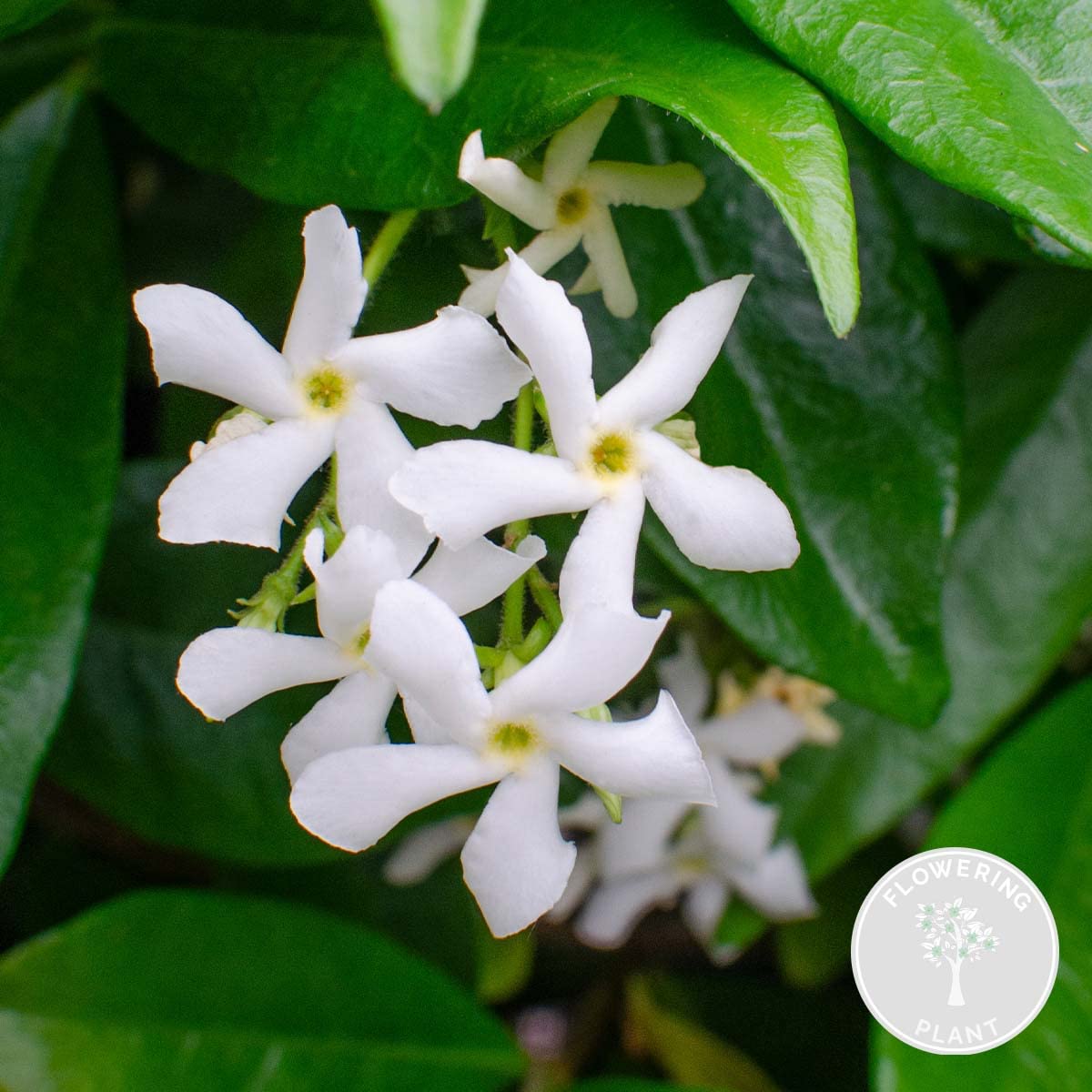 Bloomique - Trachelospermum jasminoides - Jasmin de Toscane - Blanc - Grimpante - Plante de jardin - Persistant - Rustique - Hauteur 50-70 cm - Pot 15 cm