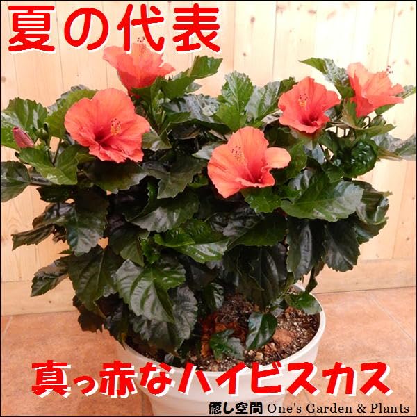 Amazon｜【サマーギフト 夏の季節 】ハイビスカス 大株ボリューム