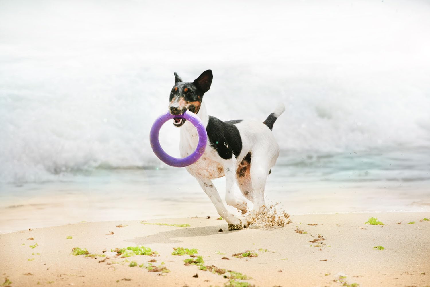 Puller Standard, 2 pièces, 19,5 x 3 cm, anneaux de jeu, jouet interactif pour chien, jouet aquatique, appareil de fitness pour chien, jouet à lancer
