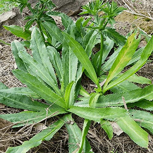 Qauzuy Garden 200 Premium Culantro Recao (Chadon Beni) Mexican Coriander Seeds, Non-Gmo Heirloom Herb Seed To Plant Garden Outdoor, Fast-Growing & Easy To Harvest #TOP3