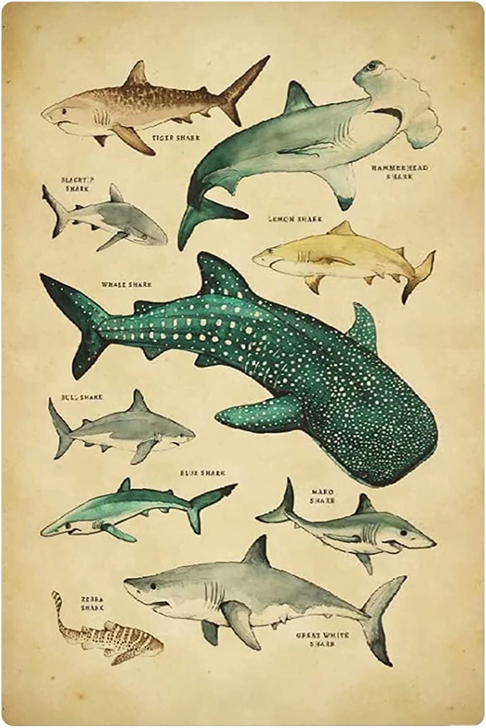 Fjqwklf Types Of Sharks Metal Tin Signs Wall Decor Shark Breeds Knowledge Posters Children Education Science Plaque Decor Home Courtyard Room 8X12 Inches