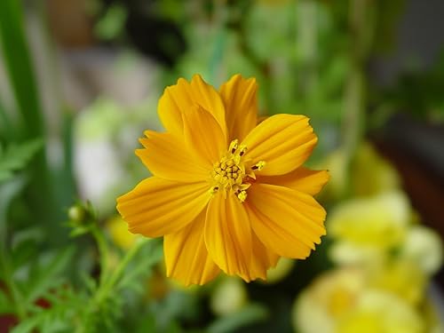 500 Colores Mezclados Fancy Mix Pot Caléndula Caléndula Officinalis Semillas De Flor