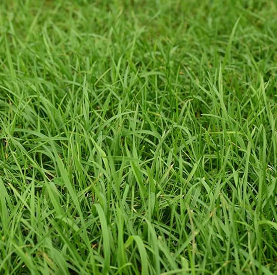 AllThatGrows Rye Grass Seeds for Home Lawn Garden, Perennial Ryegrass