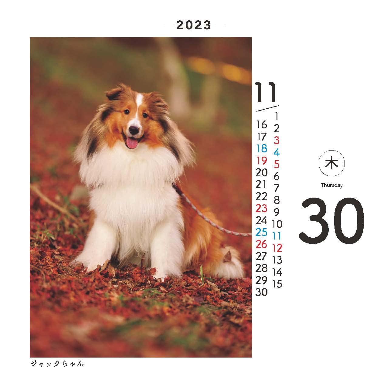 日めくりワンコ！ 卓上日めくりカレンダー 2023年 犬版 Amazon | 日めくりワンコ！2023年(卓上日めくりカレンダー犬版