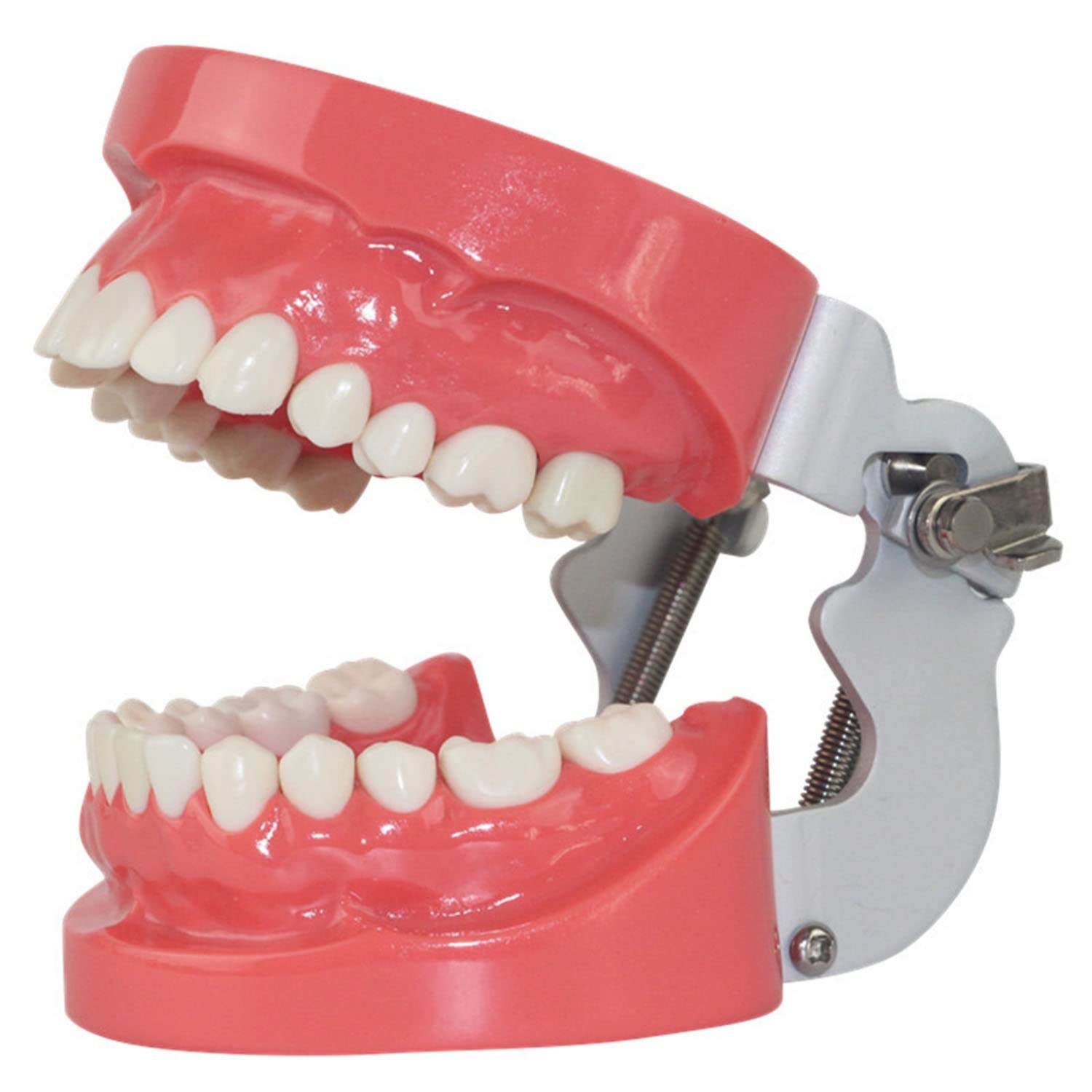 GUNEL Modello di Denti Standard, Modello di Denti tipodonti per Adulti, Denti di dimostrazione per l'insegnamento della Cura Dentale per Bambini modalità Anatomica per l'insegnamento dello Studio