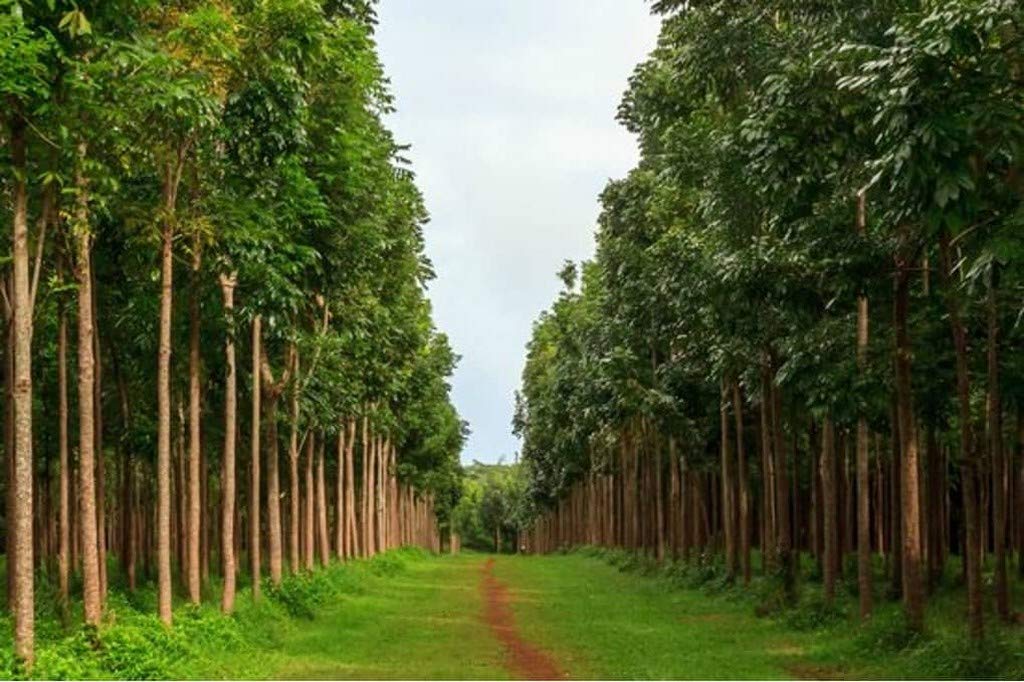 Creative Farmer Fast Growing Honduran Mahogany (1 Healthy Live Plant In Polybag) -Commercial Tree (PLANT-189-MAHAGANI15) (B08T6DJRZS) Amazon Price History, Amazon Price Tracker