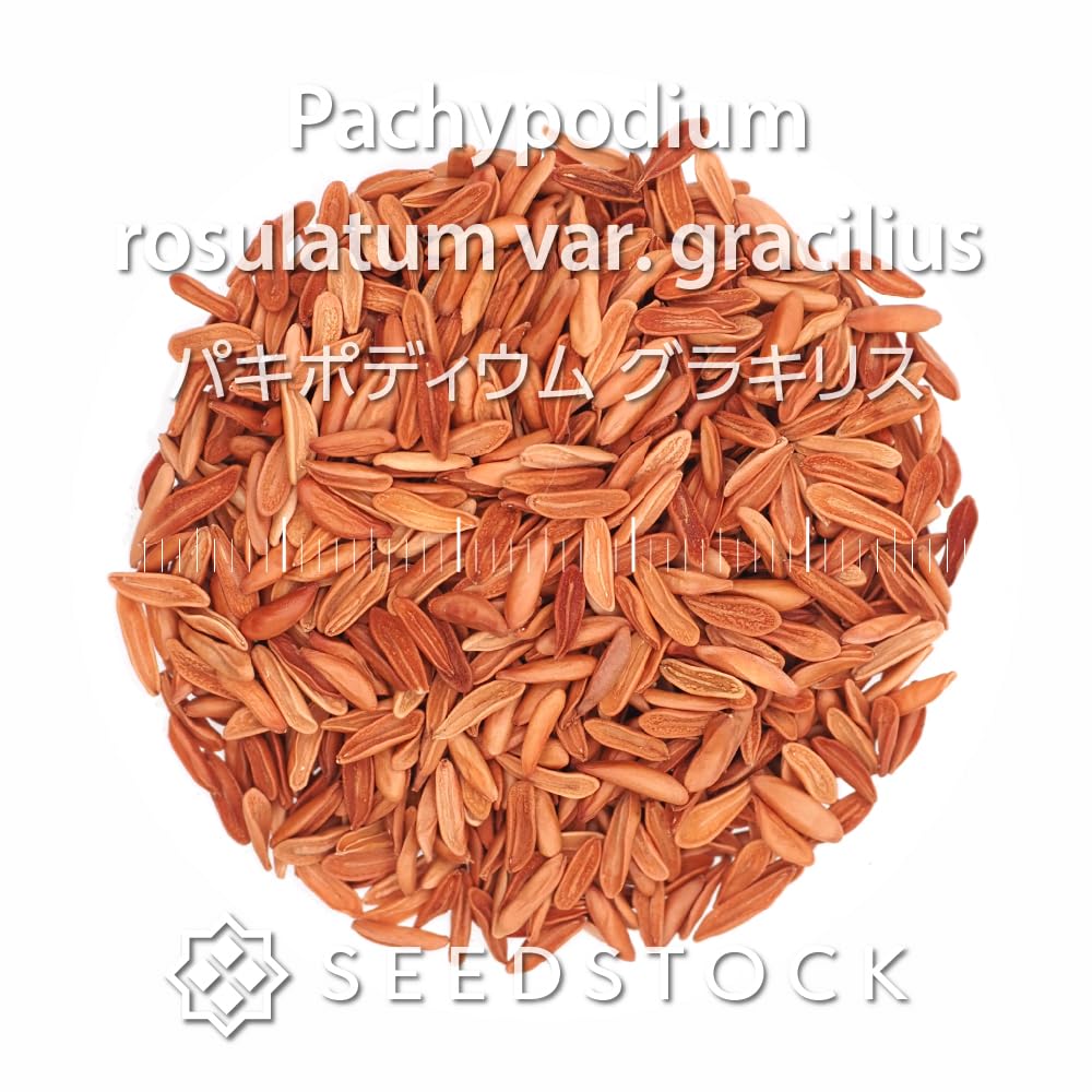 ⭐︎★⭐︎K⭐︎★⭐︎ 　パキポディウム グラキリス種子 Amazon｜SEEDSTOCK パキポディウム グラキリス 種子 10粒売り