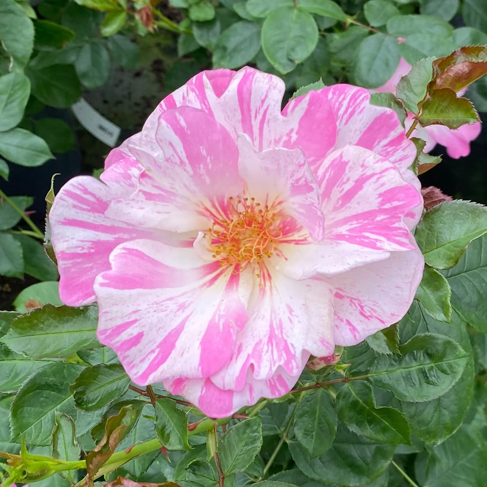 YouGarden Harkness Roses Oliver's Rose, Gift Wrapped Climbing Pink White Bicolour, Repeat Flowering, Established 4 Litre Pot