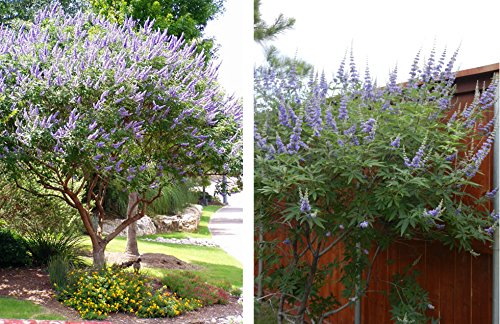 image for Bundle of 16 Texas Lilac Vitex Chaste Trees - Live Lilac Bush Plants -