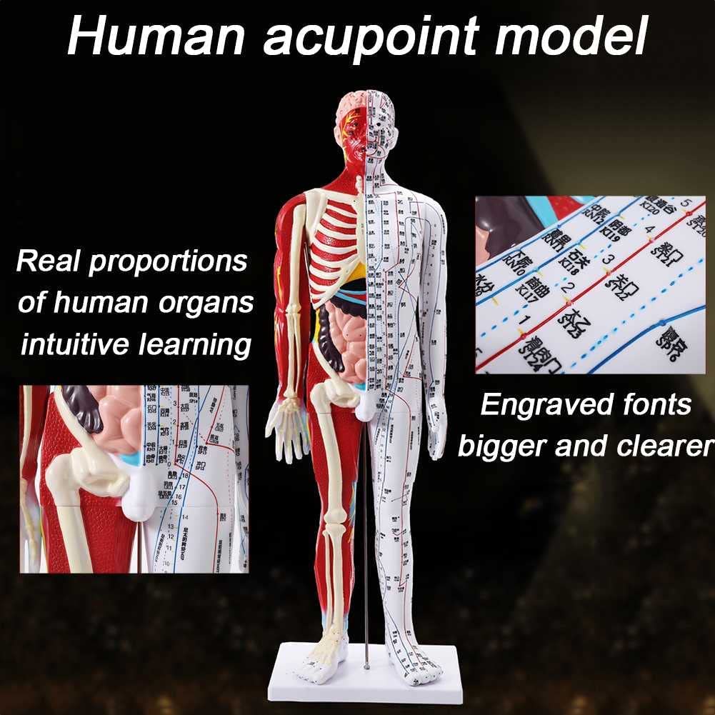 Manekin 85 cm medyczny model akupunktury anatomiczny model męski z precyzyjnym literą i uchwytem w kształcie punktu południka oraz instrukcją w języku angielskim Meridian Point Medical do treningu