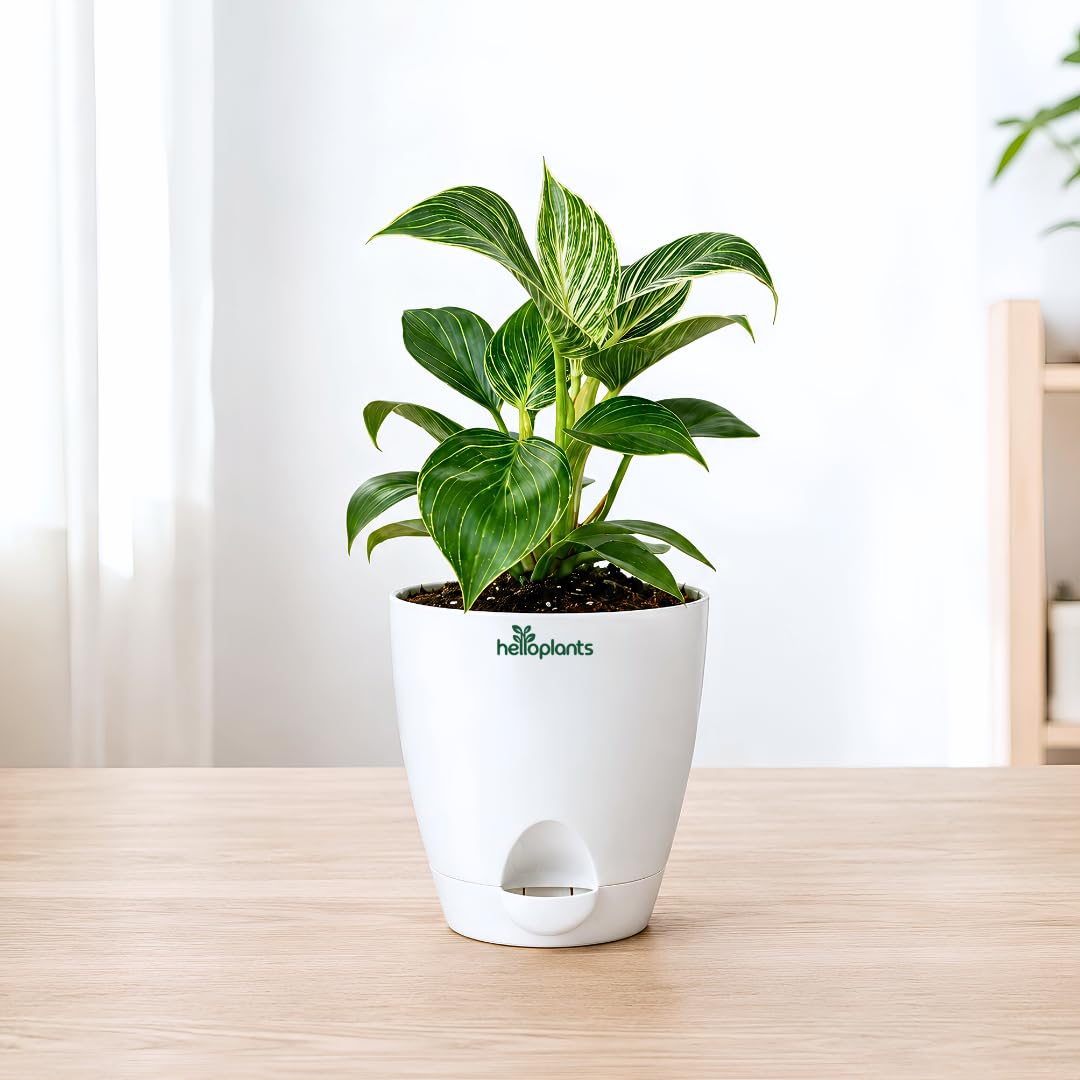Philodendron Birkin Indoor Live Plant Air-Purifying Houseplant with White Variegated Leaves Decorative Plant for Home Office and Desk in a 4-Inch Self-Watering Matte White Pot-image-35