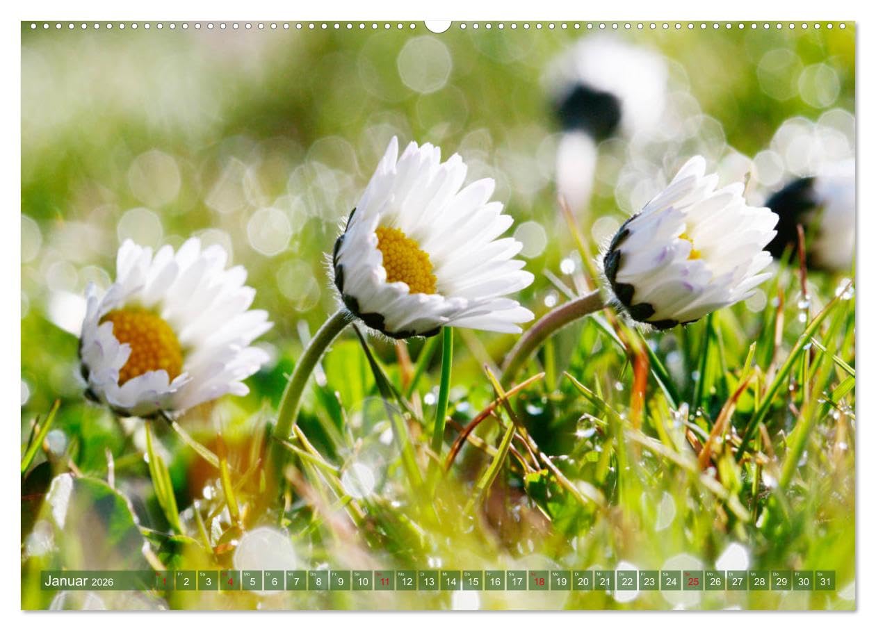 Beschwingte Blumenwelt (Wandkalender 2026 DIN A2 quer), CALVENDO Monatskalender: Ein Blütentanz quer durch den Sommer (CALVENDO Natur)