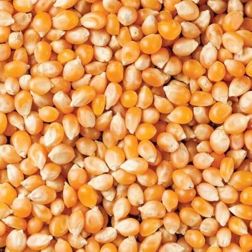 Popcorn Kernels Corn Seeds Popping Corn Yellow color (1kg)