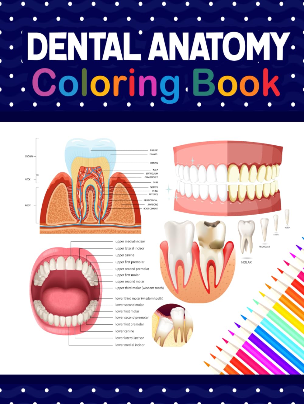 Dental Anatomy Coloring Book: Learn the Basics of Dental Anatomy. Perfect for Cute Children's, Kids, Boys, Girls, Dental Assistants, Periodontists and