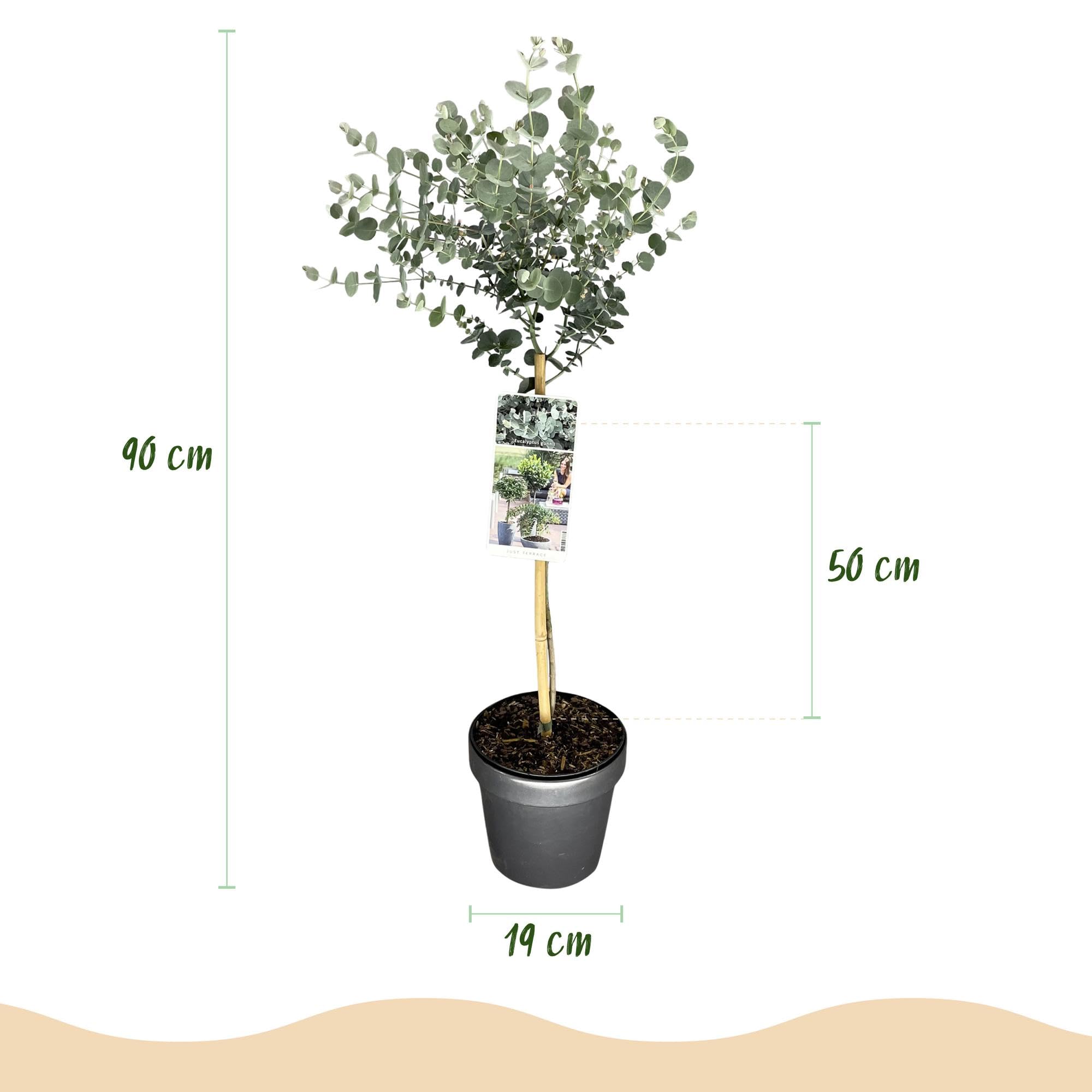Eucalipto en Copa, para Terraza y Jardín, Hojas Gris Verde, Maceta 19 cm