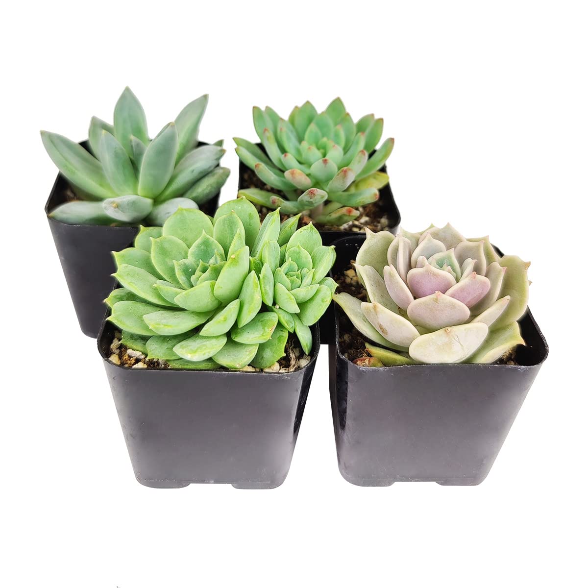 Amazon.com : Echeveria Succulent Pack | Set of 2/4/6/8/10/24