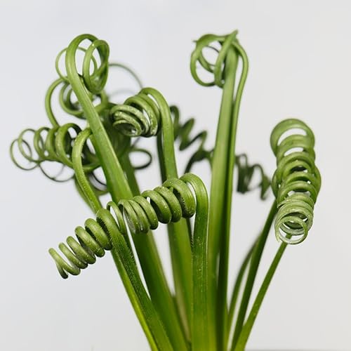 Miniatura 6 de Rara Albuca Spiralis Planta viva en maceta de 4 pulgadas, sacacorchos frizzle Sizzle Planta de interior ornamental Albuca Spiralis, planta viva